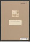 Navicula rhaphoneis (Ehr?) Grun. (de-Toni-Nr.: Genus 1, Species 144) Zeichnungen Sammlung Grunow Nr. 452 (NHMW-BOT-W0366774)